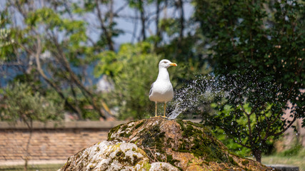 a seagull stands on a fountain and a park in the background