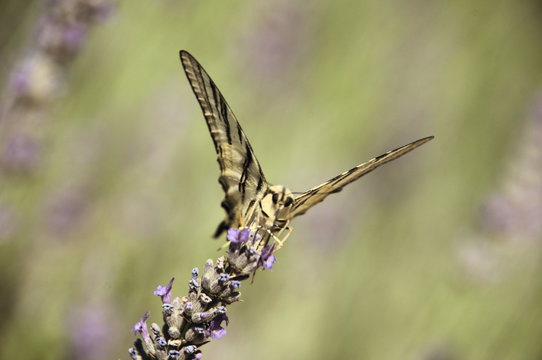 Scarce swallowtali butterfly (Iphiclides podalirius) on Lavender flower