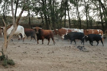 Bull in spain in the green field