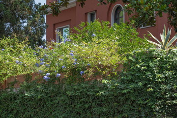 Fototapeta na wymiar old wall with climbing plants on it