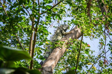Iguana chilling in trees in Cartagena