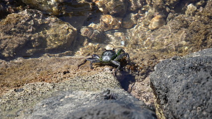 Seafood  Exotic Crab