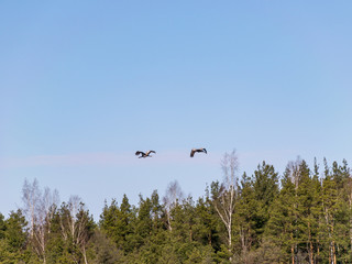 landscape with flying crane over tree tops