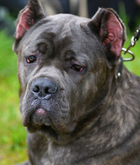 Dog breed Cane-Corso on a walk