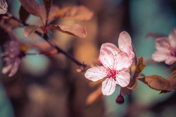 Floral spring background: Blooming pink cherry blossoms, springtime