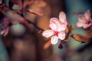 Fototapeta na wymiar Floral spring background: Blooming pink cherry blossoms, springtime