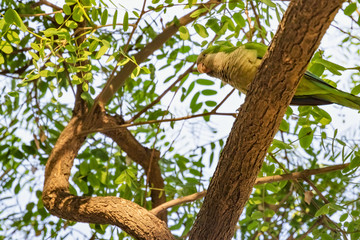 Wild parrot sits on a tree surrounded by green foliage.