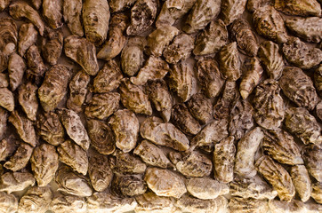 Backlit background and texture of brown sea oyster shells