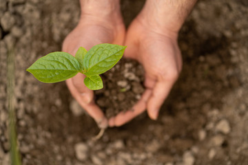 New life. young sprout in springtime,closeup.