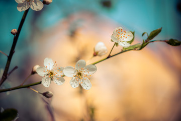 Floral spring background: Blooming white cherry blossoms, springtime