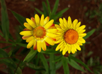 Beautiful yellow flowers in the spring season. Xerochrysum bracteatum strawflower.
