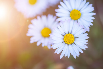 Obraz premium Daisies in springtime: Idyllic close up of wildflower meadow