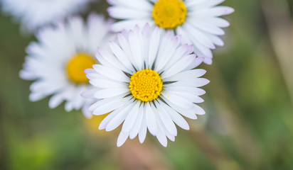 Obraz premium Daisies in springtime: Idyllic close up of wildflower meadow
