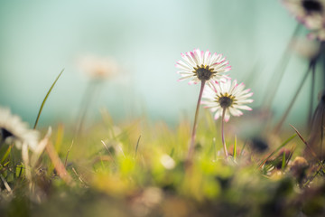 Daisies in springtime: Idyllic close up of wildflower meadow