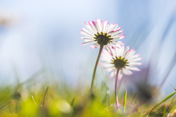 Daisies in springtime: Idyllic close up of wildflower meadow