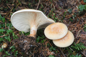 Lepista gilva (Lepista flaccida f. gilva), known as the Tawny Funnel mushroom, growing wild in Finland