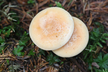 Lepista gilva (Lepista flaccida f. gilva), known as the Tawny Funnel mushroom, growing wild in Finland