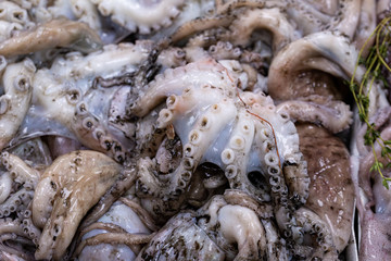 Pile of fresh Octopus for sale at a London fishmongers stall