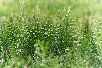 Close-up of beautiful green thuja leaves with white flowers on a green background.