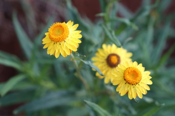 Beautiful yellow flowers in the spring season. Xerochrysum bracteatum strawflower.