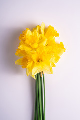 Daffodil flowers bouquet on white background, copy space, top view