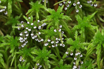 Didymium melanospermum, a slime mold growing on sphagnum moss in Filnad - obrazy, fototapety, plakaty