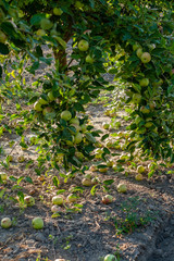 Ripe fresh apples grow on the branches.