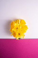 Daffodil flowers bouquet on creative layout white and pink purple background, copy space, top view