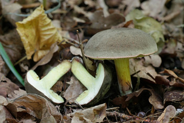 Xerocomus subtomentosus,  known as suede bolete, boring brown bolete or yellow-cracked bolete