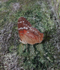 Beautiful butterfly on the stone