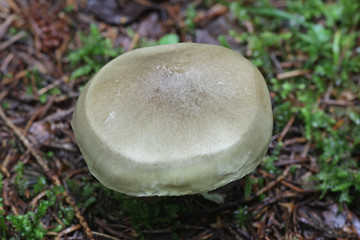 Tricholoma saponaceum, known as the soap-scented toadstool, soapy knight or soap tricholoma