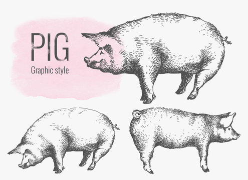 Pig in graphic style, from hand drawing image.