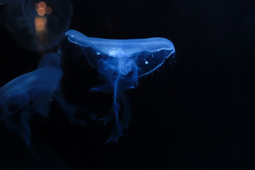 beautiful neon transparent jellyfish close up on a black background