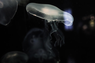 beautiful white transparent jellyfish close up on a black background
