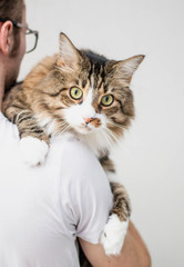 Siberian cat close up face portrait with fat cheeks and haughty gaze. Lies on the shoulder of the owner against the gray background of the wall. Horizontal photo.