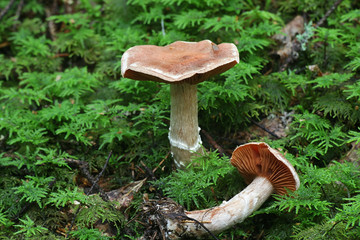 Cortinarius laniger, known as Woolly Webcap, wild mushroom from Finland
