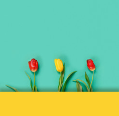 Three beautiful red  and yellow  tulip on  delicate green background.