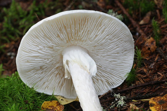 Amanita virosa, known in Europe as the destroying angel, a deadly poisonous mushroom from Finland