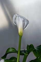 Fototapeta premium white plant on black background