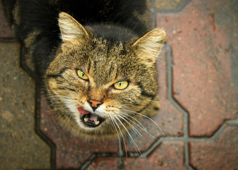 an impudent street tabby cat with green and yellow eyes on the asphalt background