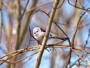 Long-tailed tit bird sits on a branch. Nature background
