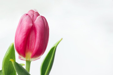 Beautiful pink tulip on white background with copy space. Delicate spring flower as a gift for the holiday. Selective focus