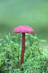 Cortinarius sanguineus, known as the blood red webcap, wild mushroom from Finland