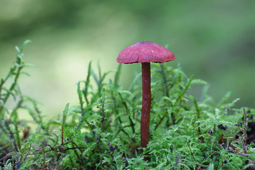 Cortinarius sanguineus, known as the blood red webcap, wild mushroom from Finland