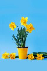 Beautiful bouquet of blooming yellow daffodils in  bucket  on  blue background.