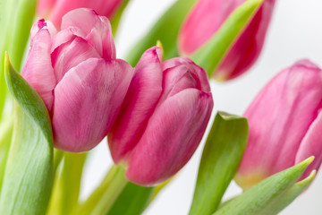 Bouquet of beautiful pink tulips with green stems and leaves. Tender spring flowers as a gift for the holiday. Selective focus