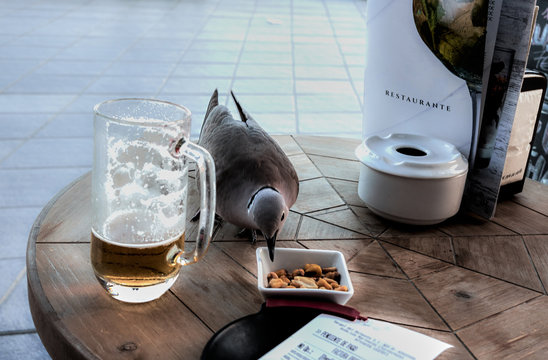 Pigeon Eating At A Bar Table