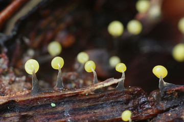 Physarum album, also called Physarum nutans, a slime mold of the order Physarales from Finland