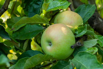 Ripe fresh apples grow on the branches.