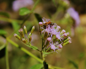 Beautiful flower and the bee